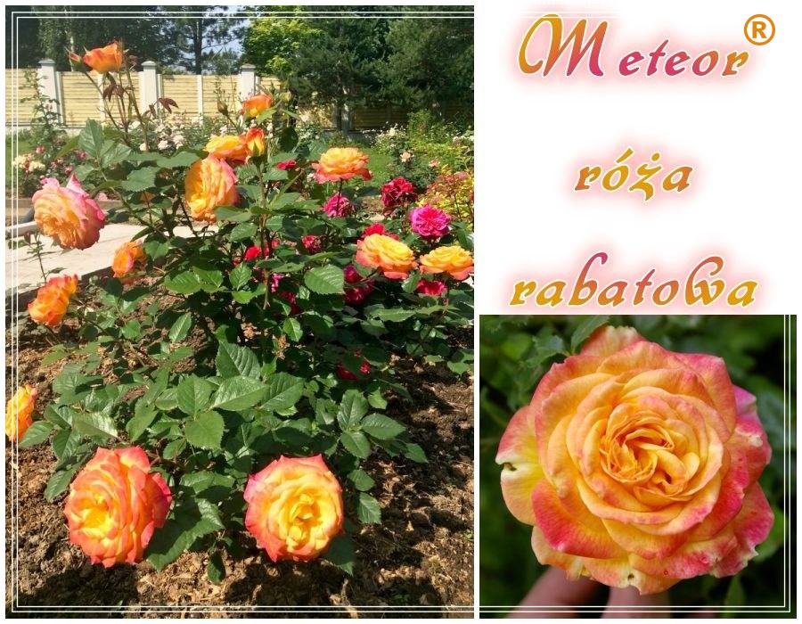 Meteor róże rabatowe kol